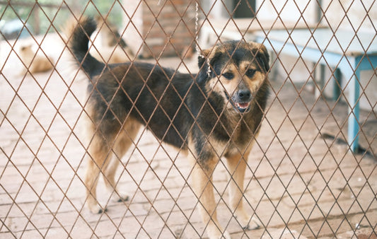 Centre de adopție de câini din România: Găsește-ți un prieten pe viață